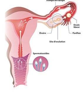 Projet Bebe Qu Est Ce Qui Peut Inhiber La Conception Catharsis La Sante Projet Bebe Qu Est Ce Qui Peut Inhiber La Conception Catharsis La Sante